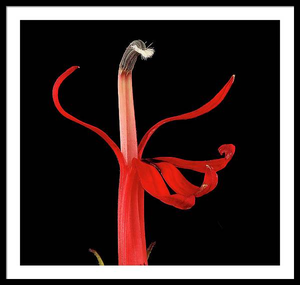 Lobelia / Art Photo - Framed Print