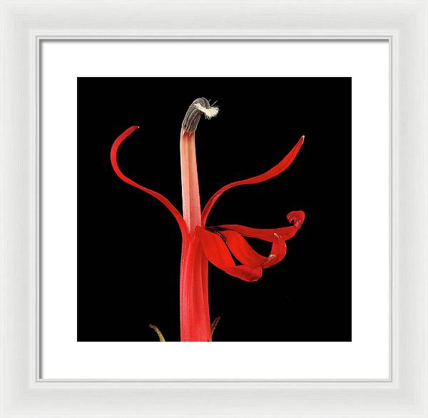 Lobelia / Art Photo - Framed Print