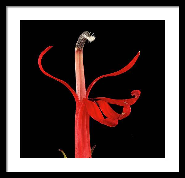 Lobelia / Art Photo - Framed Print