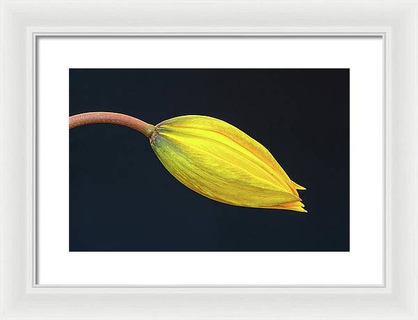 Swelling Flower Bud of a Woodland Tulip / Art Photo - Framed Print