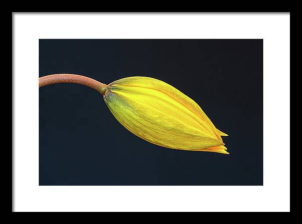 Swelling Flower Bud of a Woodland Tulip / Art Photo - Framed Print