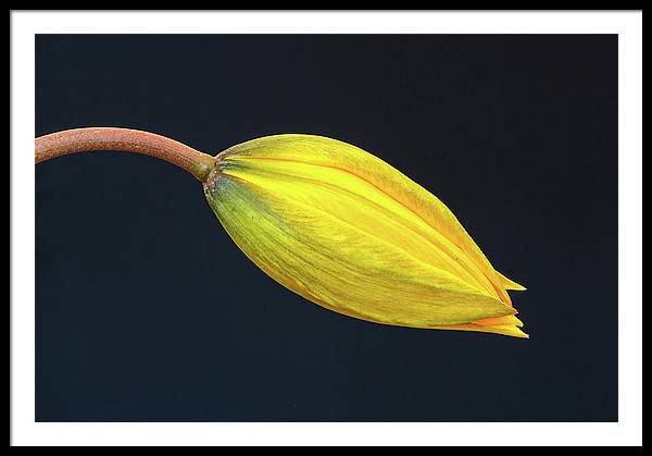 Swelling Flower Bud of a Woodland Tulip / Art Photo - Framed Print