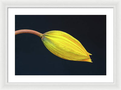 Swelling Flower Bud of a Woodland Tulip / Art Photo - Framed Print