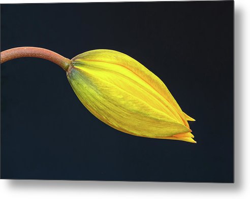 Swelling Flower Bud of a Woodland Tulip / Art Photo - Metal Print