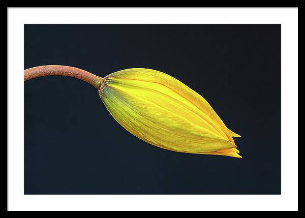 Swelling Flower Bud of a Woodland Tulip / Art Photo - Framed Print