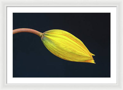 Swelling Flower Bud of a Woodland Tulip / Art Photo - Framed Print