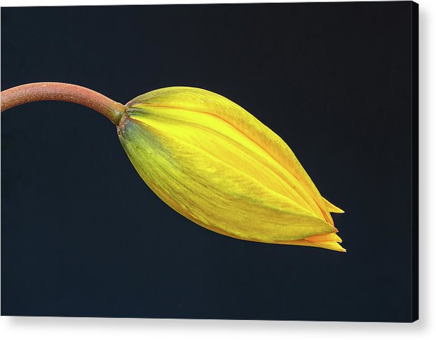 Swelling Flower Bud of a Woodland Tulip / Art Photo - Acrylic Print