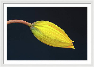 Swelling Flower Bud of a Woodland Tulip / Art Photo - Framed Print