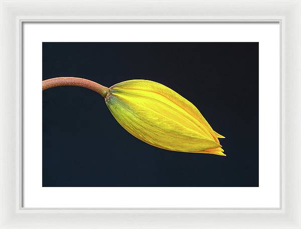 Swelling Flower Bud of a Woodland Tulip / Art Photo - Framed Print