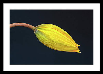 Swelling Flower Bud of a Woodland Tulip / Art Photo - Framed Print