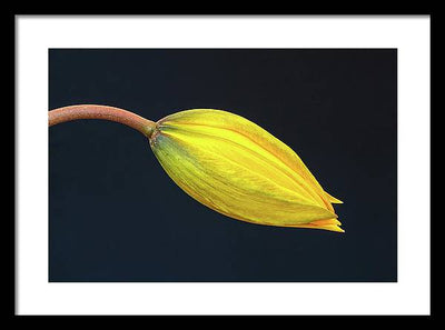 Swelling Flower Bud of a Woodland Tulip / Art Photo - Framed Print