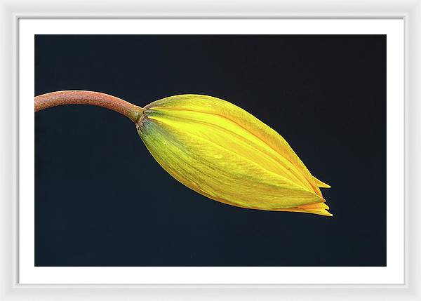 Swelling Flower Bud of a Woodland Tulip / Art Photo - Framed Print