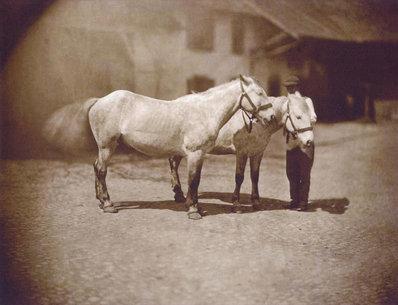 Animal Study, Horses