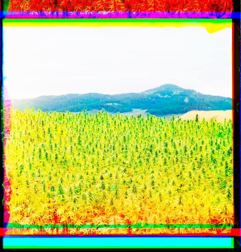 First Known Color Photography of a Cannabis -Hemp- Field, Russian Empire