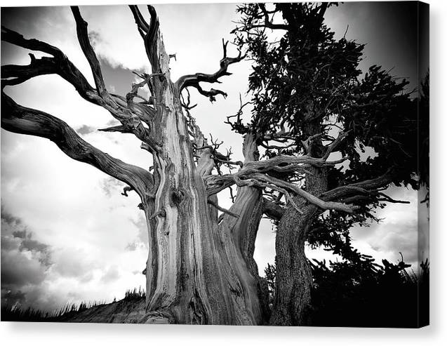 1,500 year old Bristlecone Pine at Cedar Breaks National Monument in Utah. Strength to Endure - Canvas Print