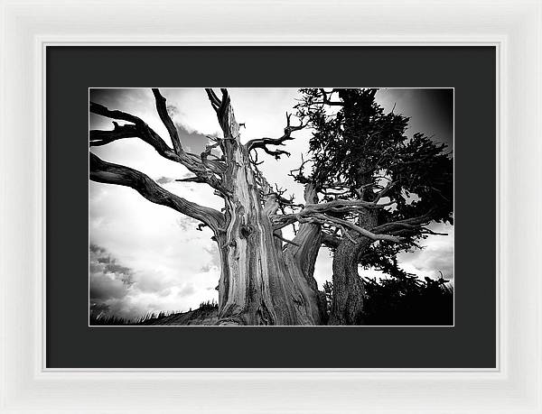 1,500 year old Bristlecone Pine at Cedar Breaks National Monument in Utah. Strength to Endure - Framed Print