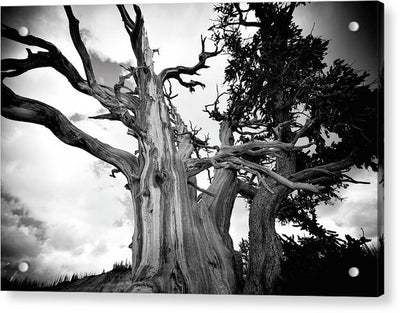 1,500 year old Bristlecone Pine at Cedar Breaks National Monument in Utah. Strength to Endure - Acrylic Print