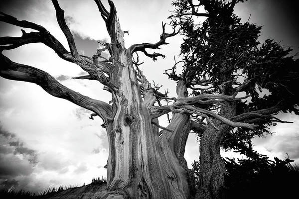 1,500 year old Bristlecone Pine at Cedar Breaks National Monument in Utah. Strength to Endure - Art Print