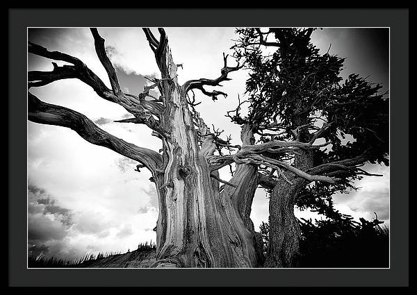 1,500 year old Bristlecone Pine at Cedar Breaks National Monument in Utah. Strength to Endure - Framed Print