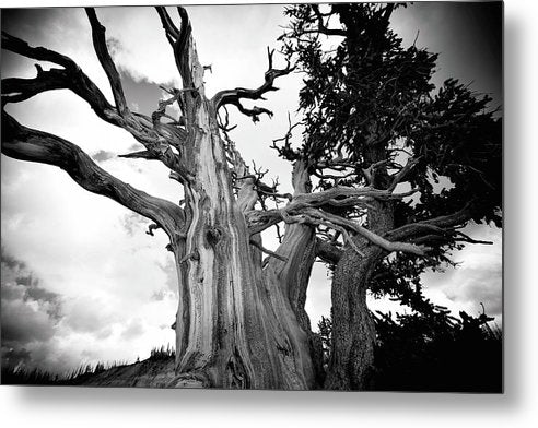 1,500 year old Bristlecone Pine at Cedar Breaks National Monument in Utah. Strength to Endure - Metal Print