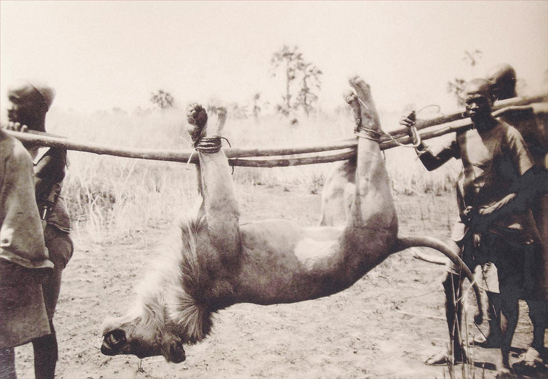 Chasse au Lion, Centrafrique