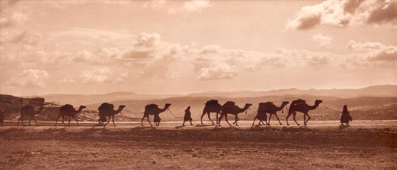 Camel Caravan on Mount of Olives