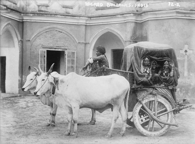 Sacred Bullocks and Nautch Girls