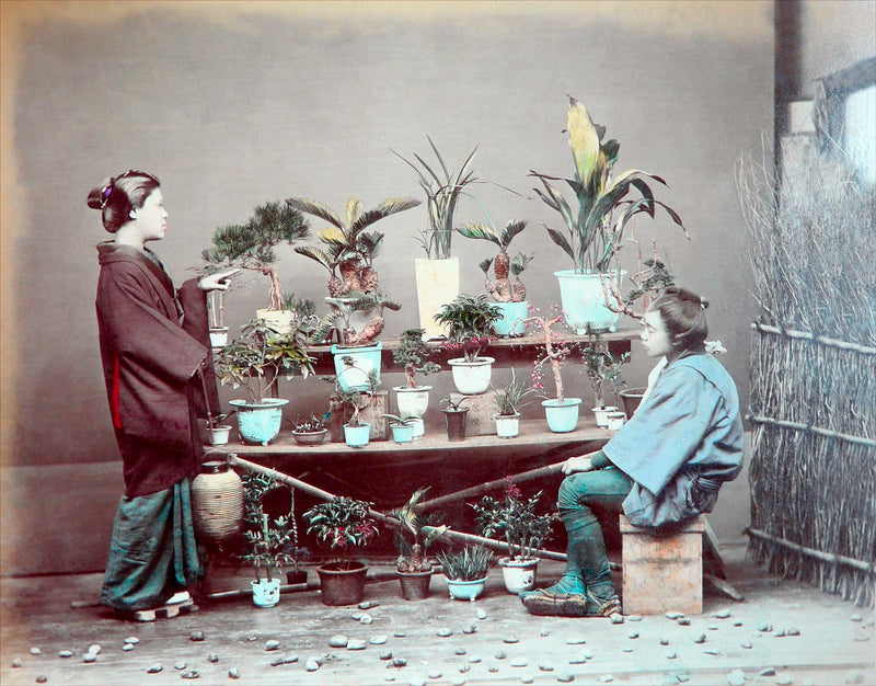Hand Colored Photography, Japan - Plants Seller