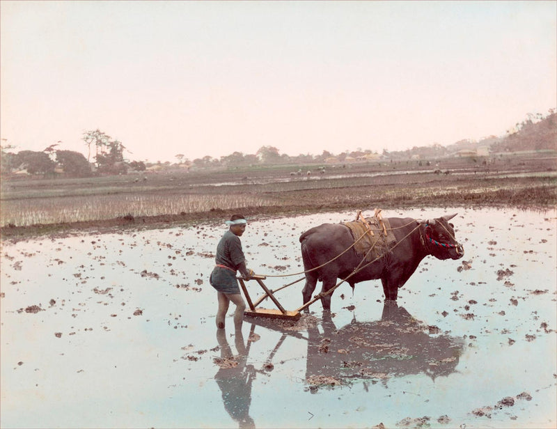 Hand Colored Photography, Japan -  Ploughing Rice Ground