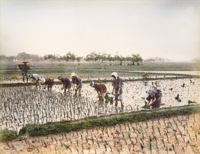 Hand Colored Photography, Japan - Planting Rice