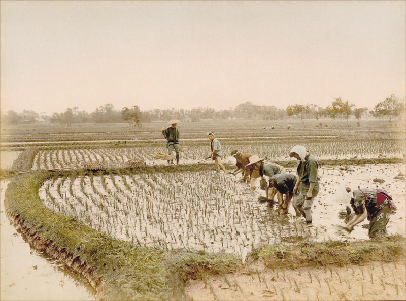 Hand Colored Photography, Japan - Planting Rice