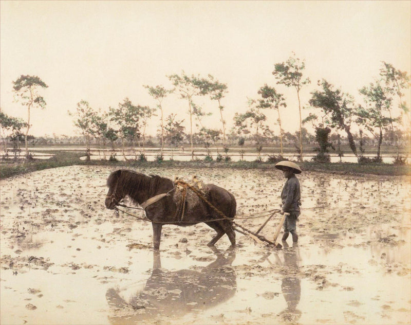 Hand Colored Photography, Japan - Ploughing Rice Ground