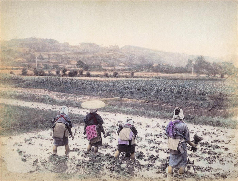 Hand Colored Photography, Japan - Transplanting Rice Sprouts