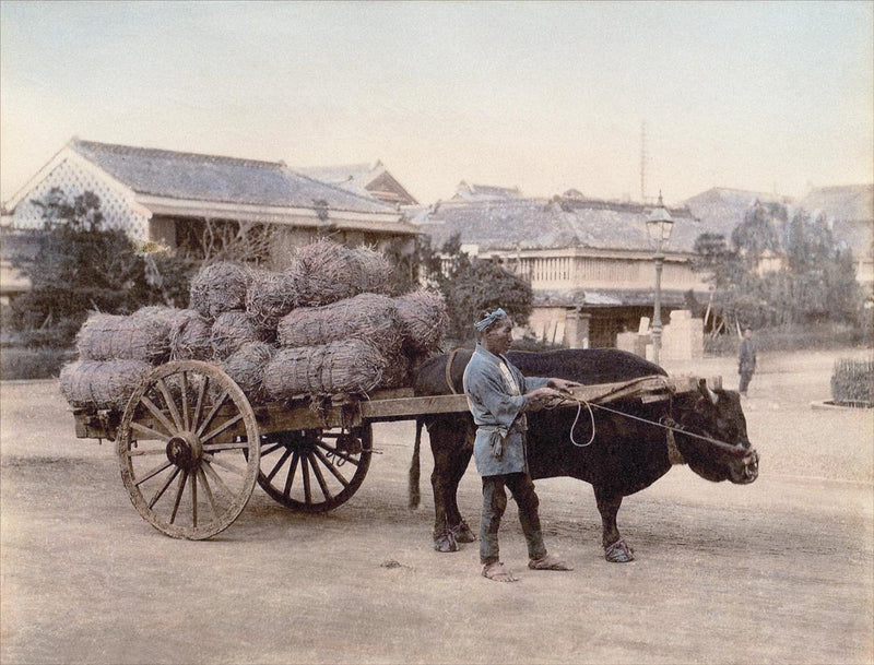 Hand Colored Photography, Japan - Cow and Cart