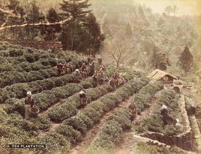 Hand Colored Photography, Japan - Tea Plantation
