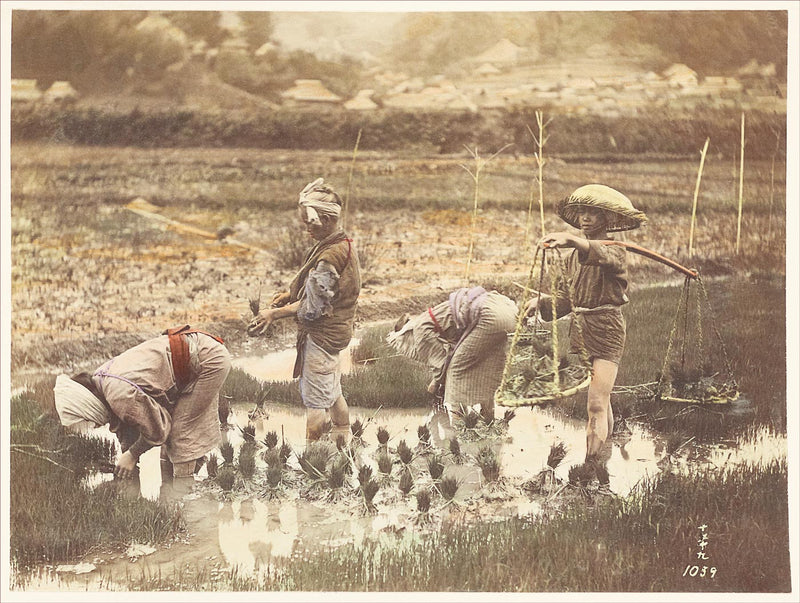 Hand Colored Photography, Japan - Transplanting Rice