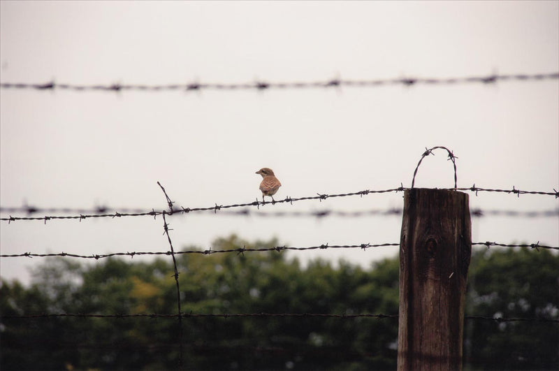 Bird on Barbed Wire, Lublin Concentration Camp&