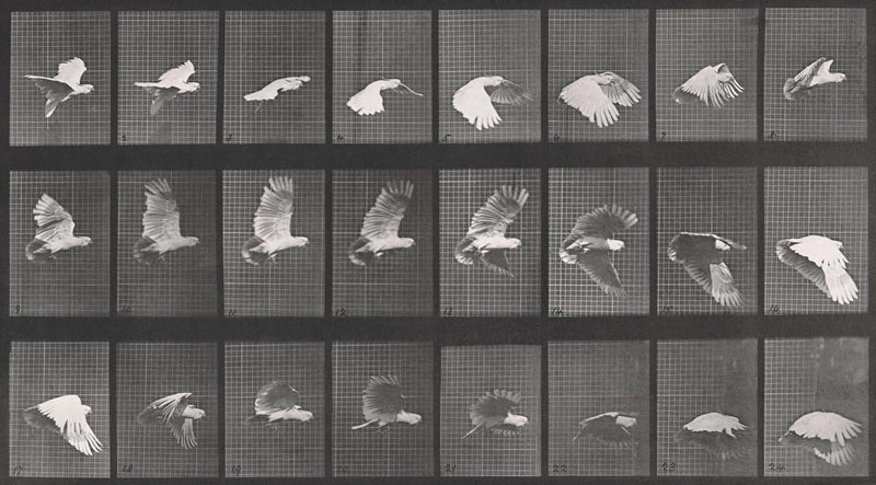 Photographic Motion Study, Plate 23