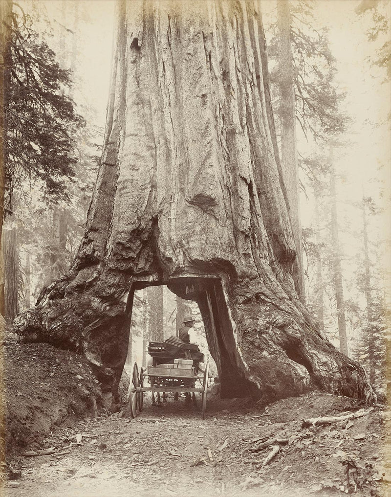 Giant Sequoia Tree, Mariposa Grove, Yosemite Valley, California