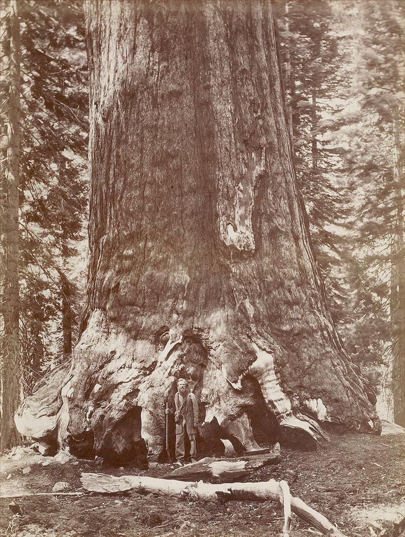 Grizzly Giant, Mariposa Grove, Yosemite Valley, California