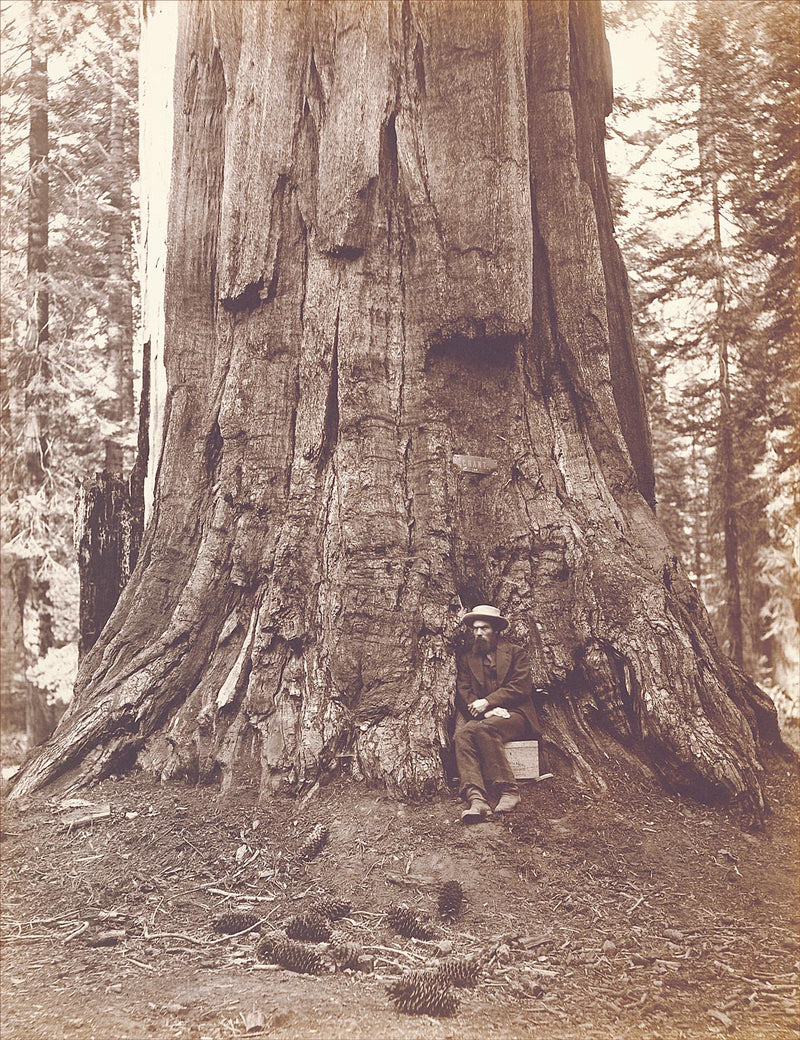 Giant Sequoia Tree, Mariposa Grove, Yosemite Valley, California