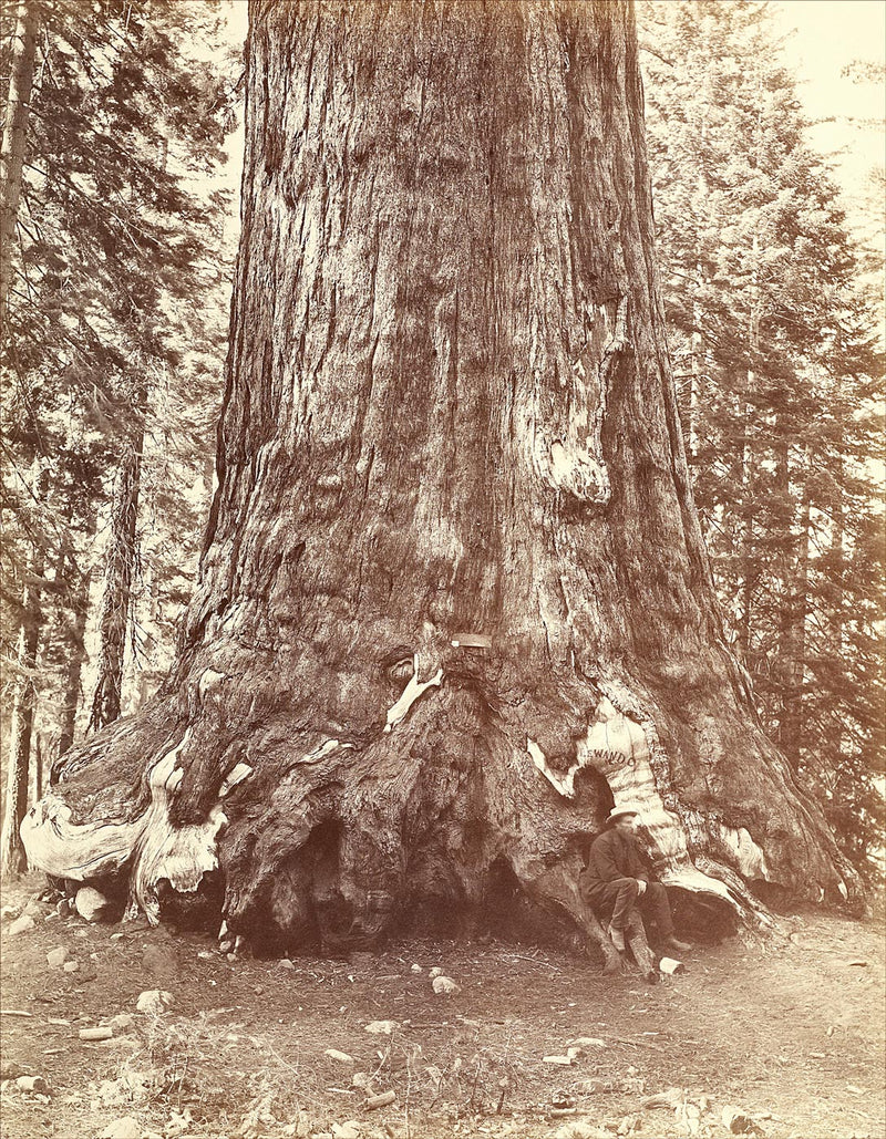 Grizzly Giant, Mariposa Grove, Yosemite Valley, California