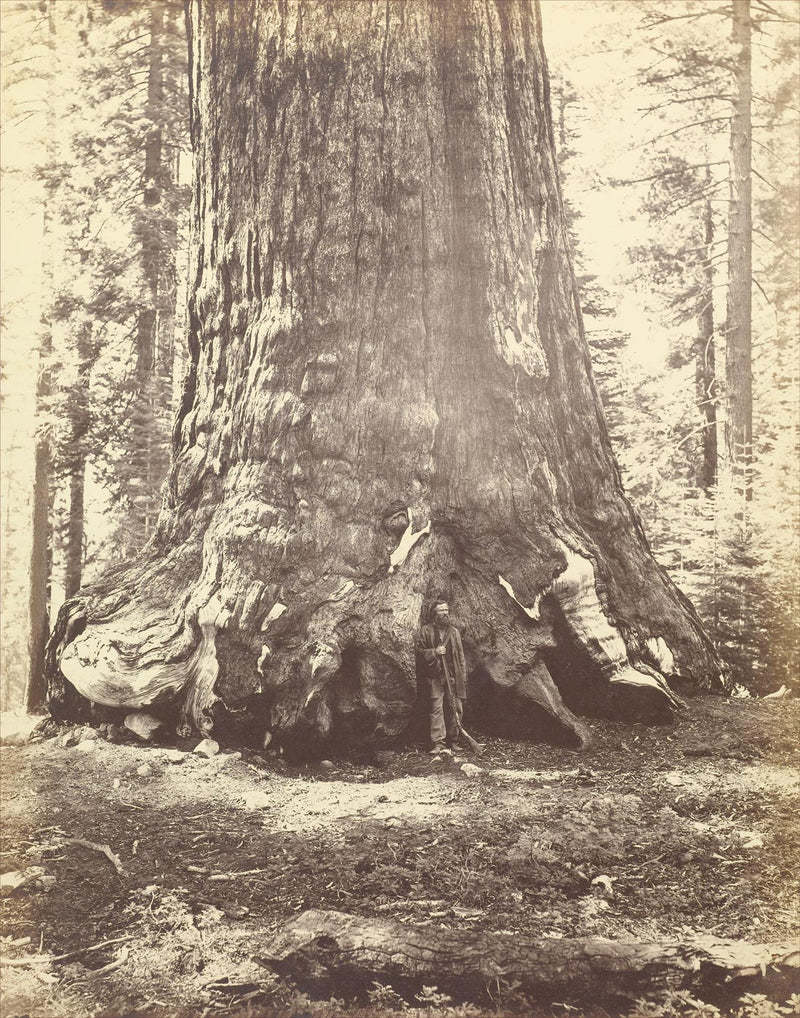 Grizzly Giant, Mariposa Grove, Yosemite Valley, California