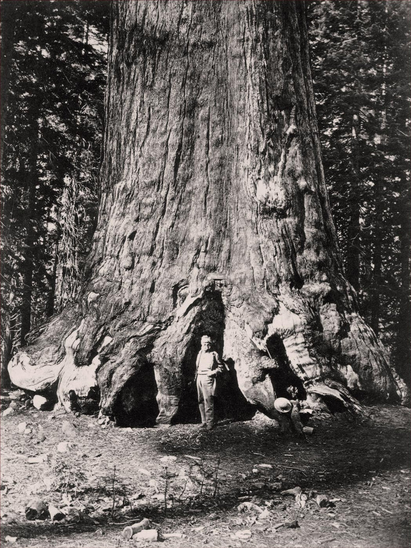 Section of Grizzly Giant, Mariposa Grove, Yosemite Valley, California