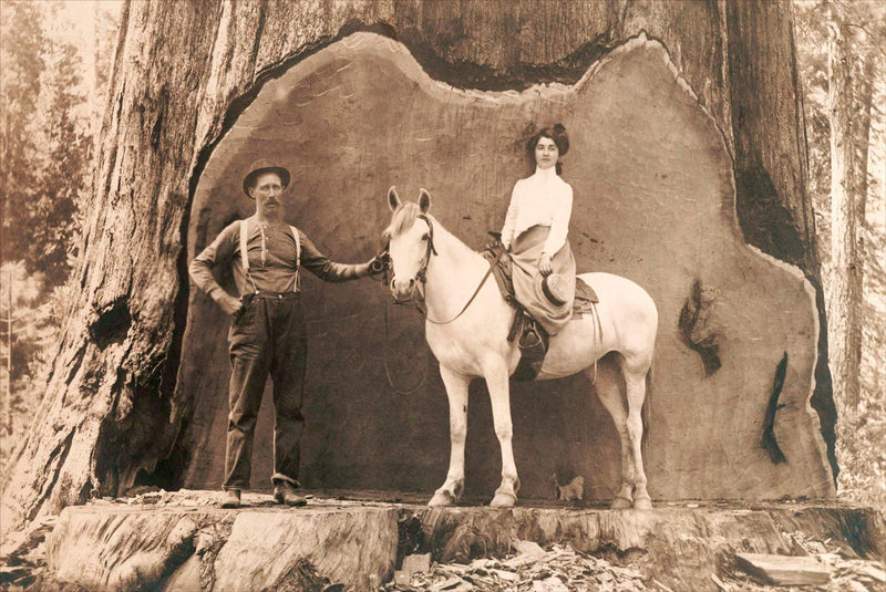 Giant Redwood