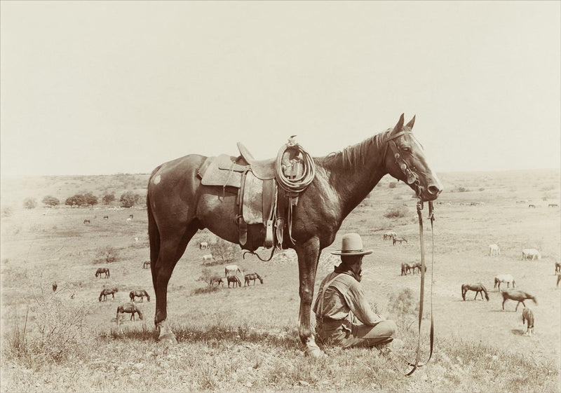 The Horse Wrangler, Texas 