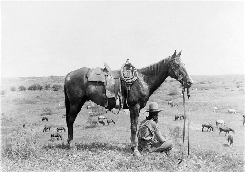 The Horse Wrangler, Texas 