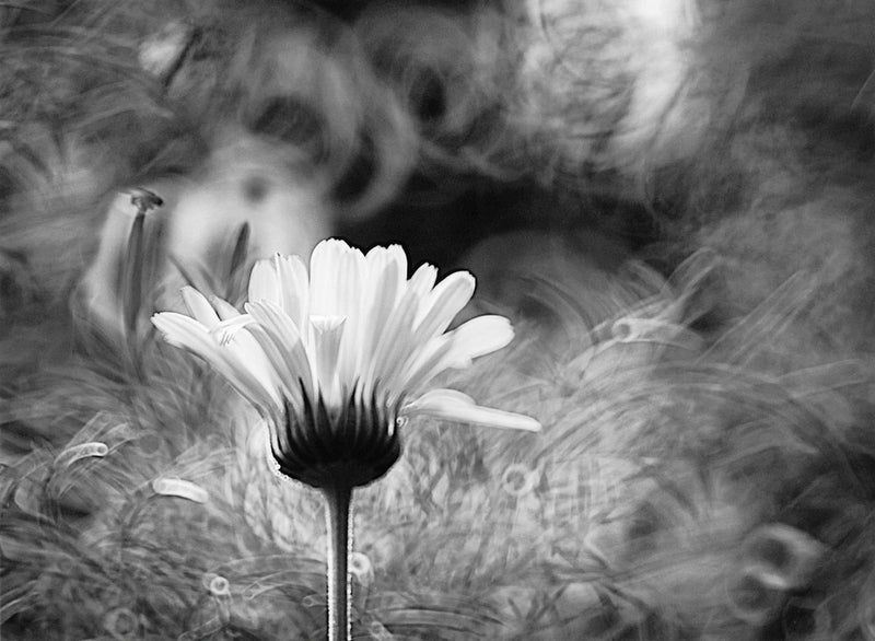 Flower, Macro, Black and White