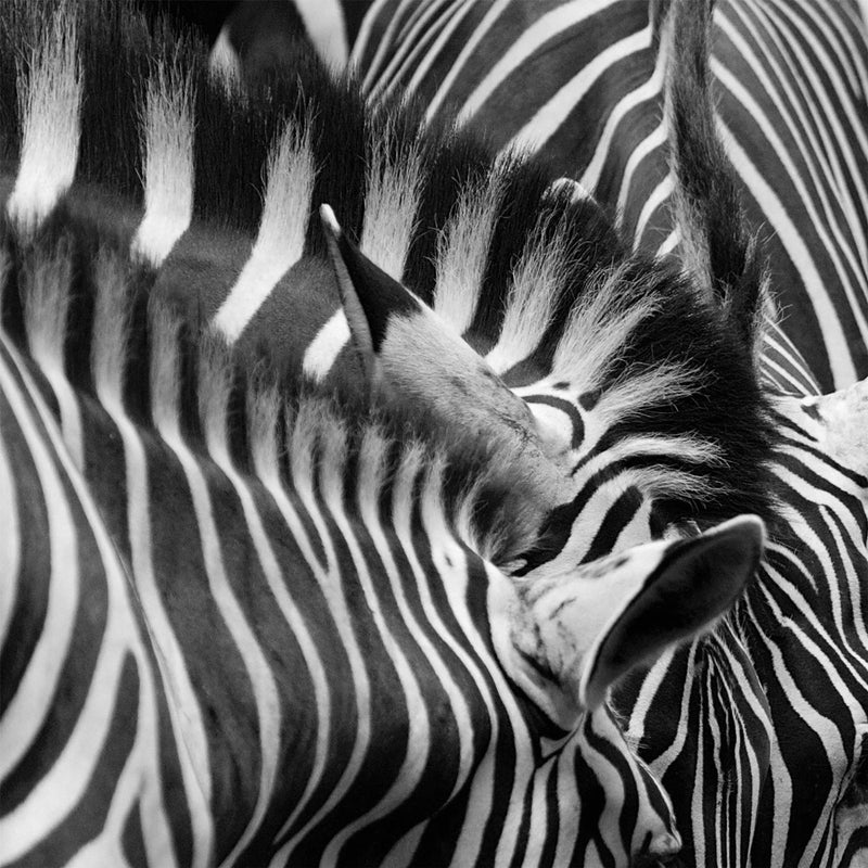 Zebras, Black and White