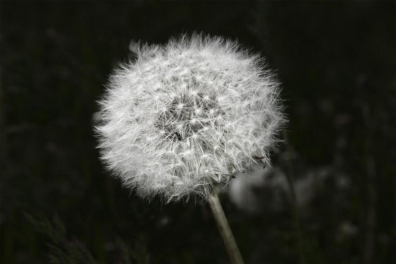 dandelion